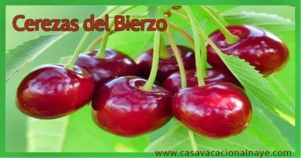Cerezas del bierzo