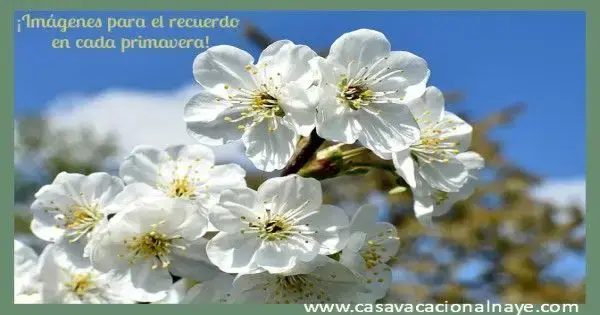 Flor-cerezo-en-CORULLON-el-Bierzo